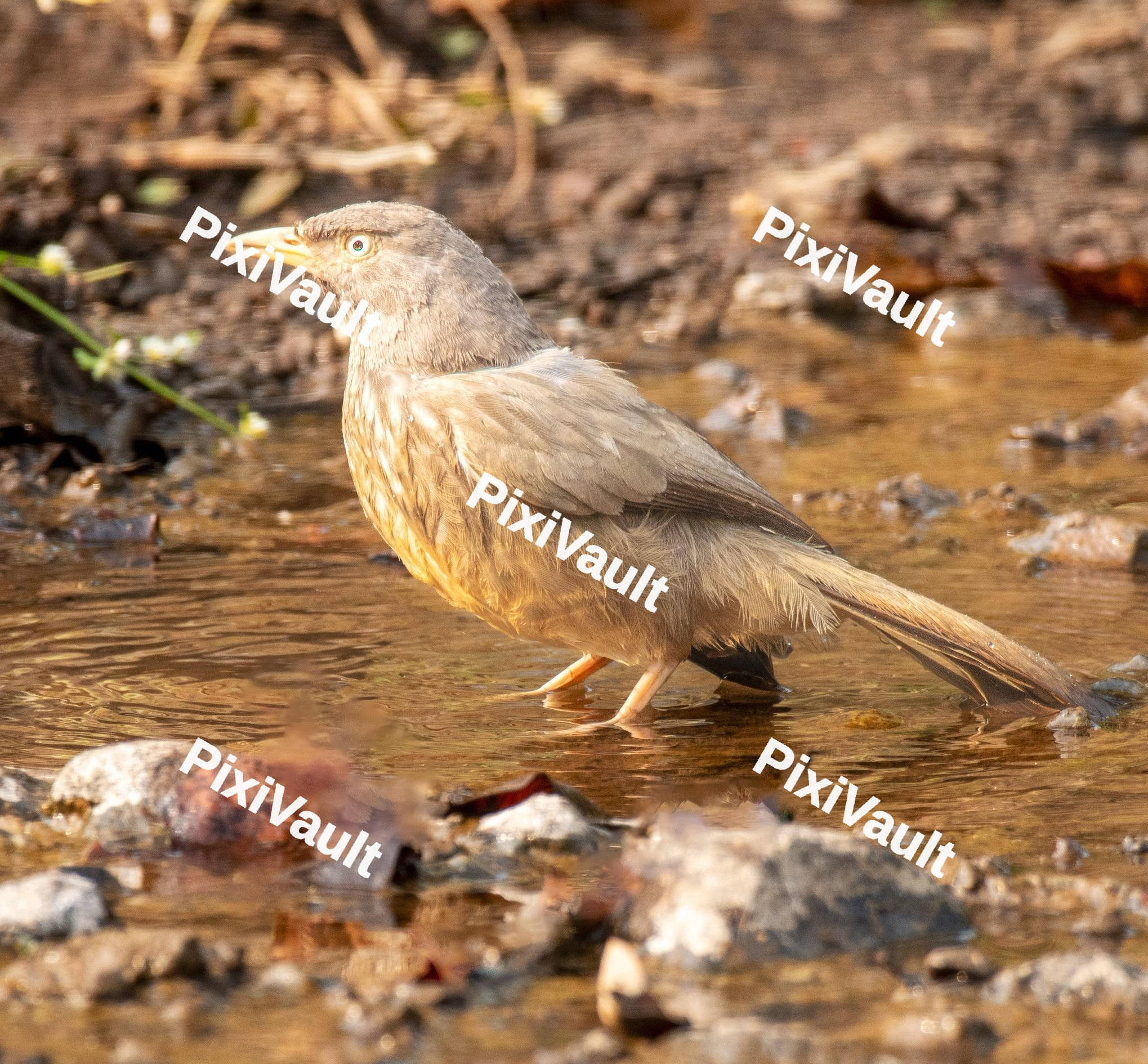 Goosebird in a pond
